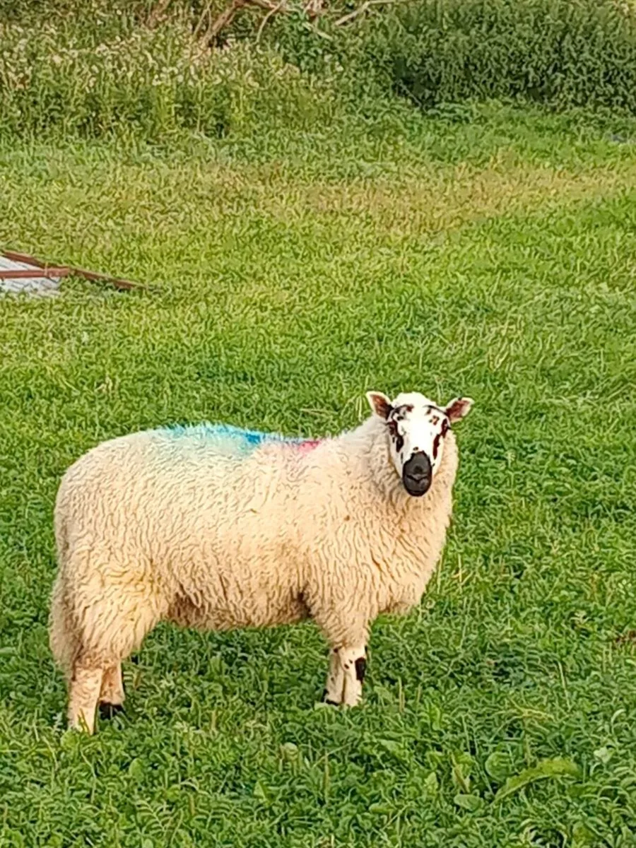 Ewe lambs - Image 4