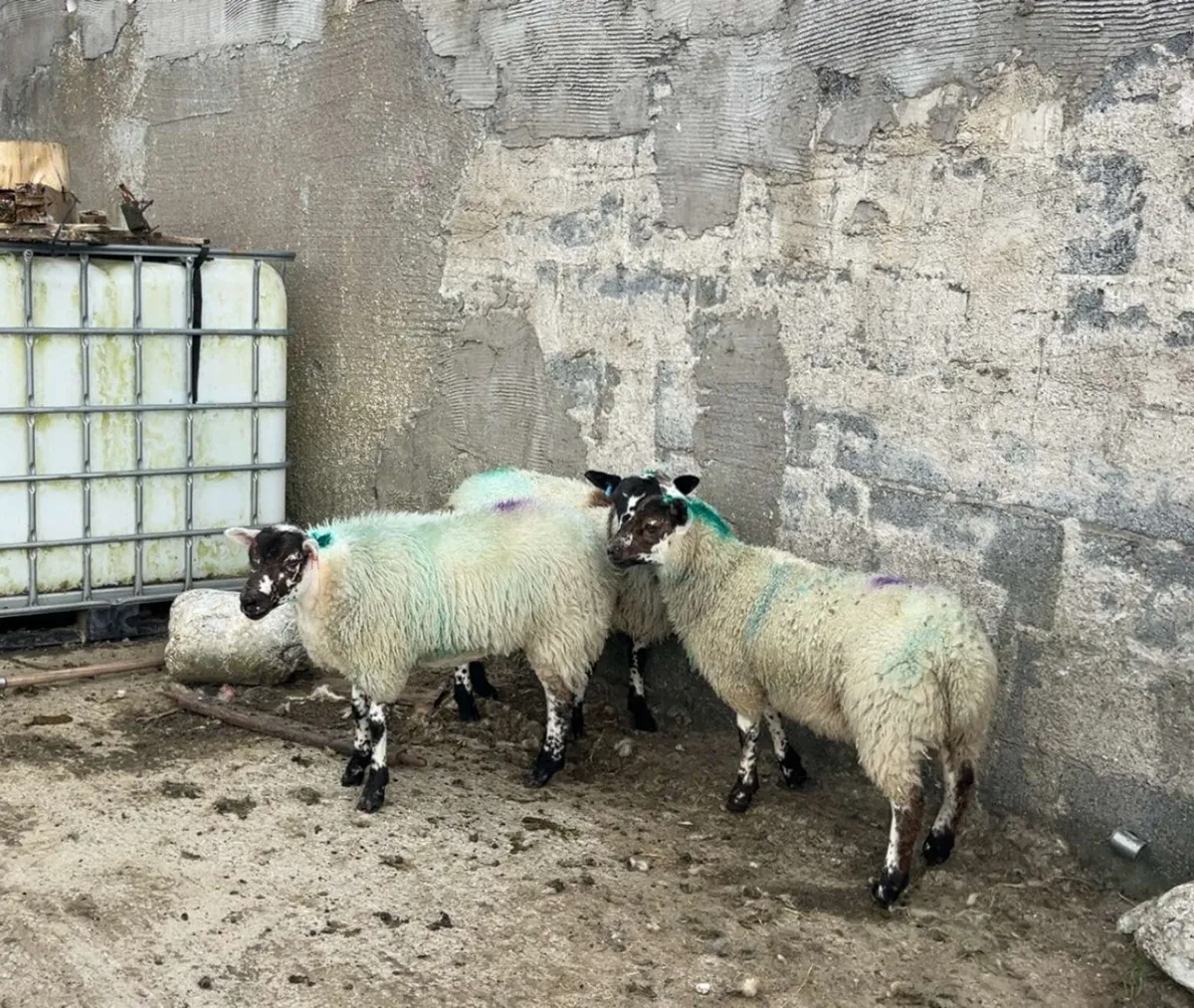 Organic Ewe Lambs - Image 1
