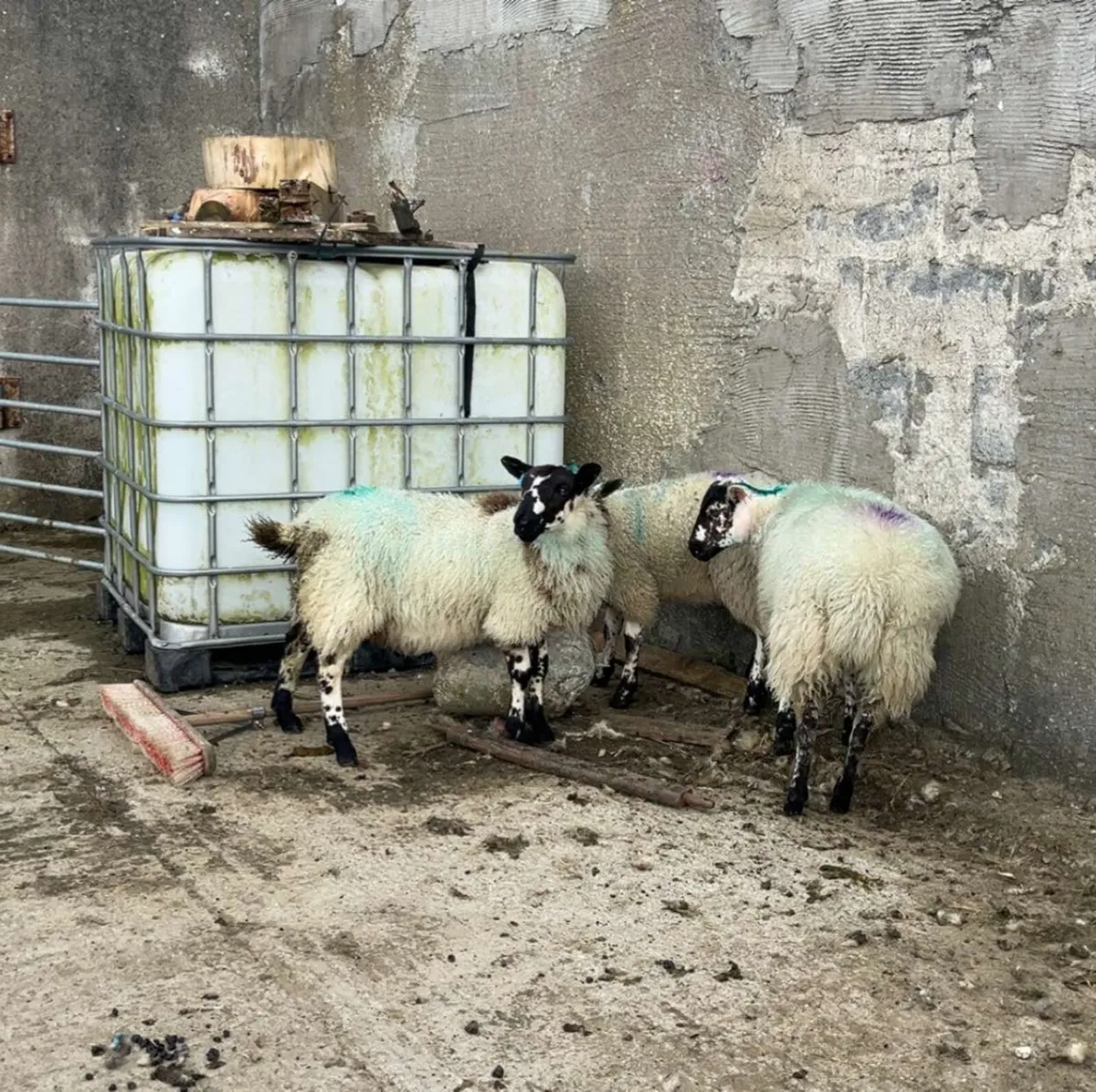 Organic Ewe Lambs - Image 2
