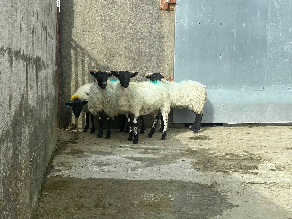 Organic Ewe Lambs - Image 3