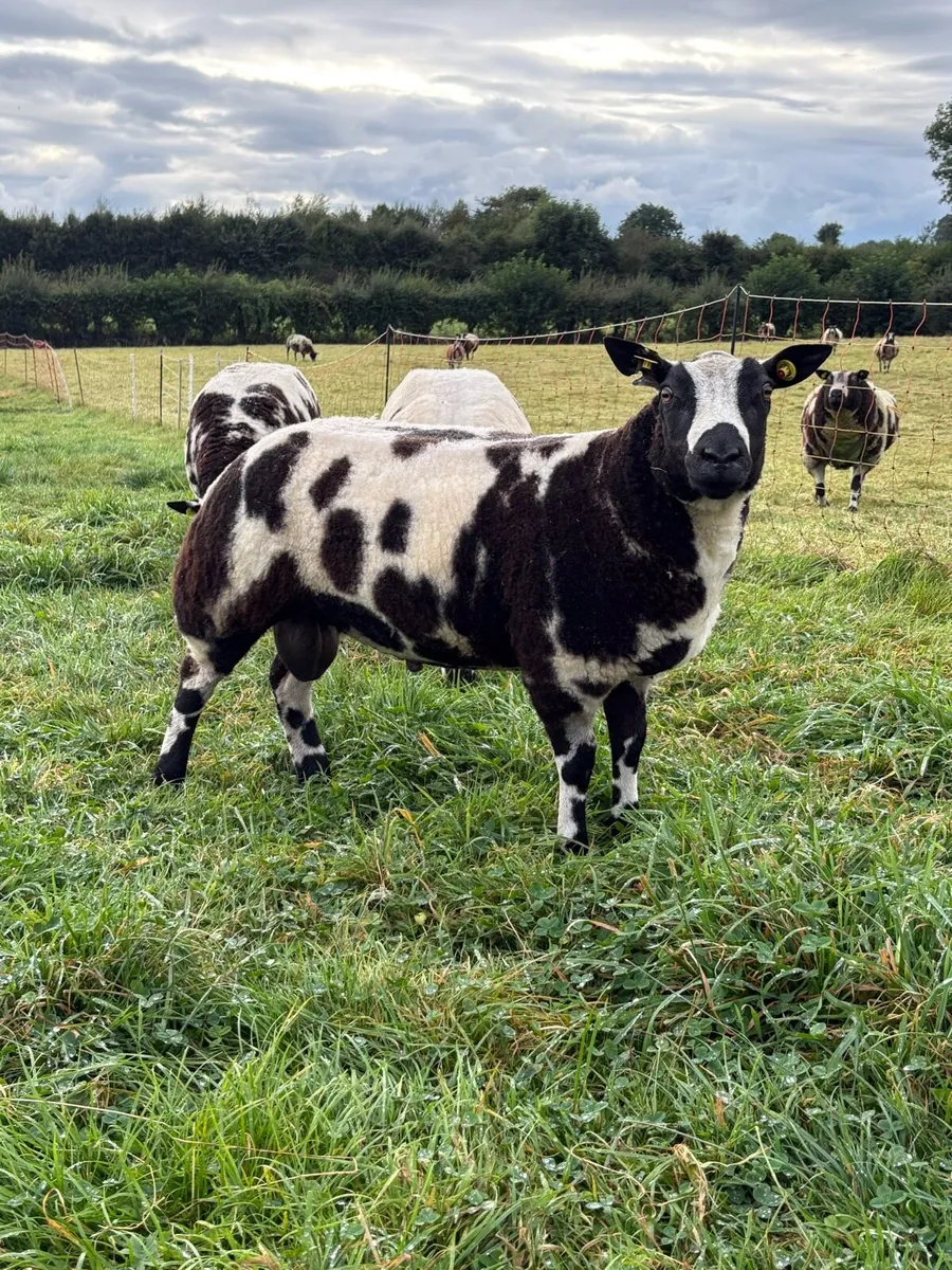Dutch Spotted SIS Ram Lambs - Image 1