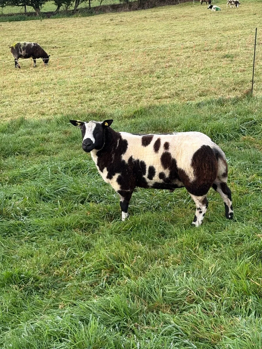 Dutch Spotted SIS Ram Lambs - Image 2