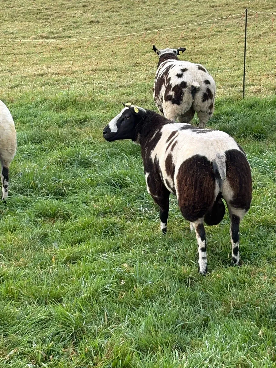Dutch Spotted SIS Ram Lambs - Image 3