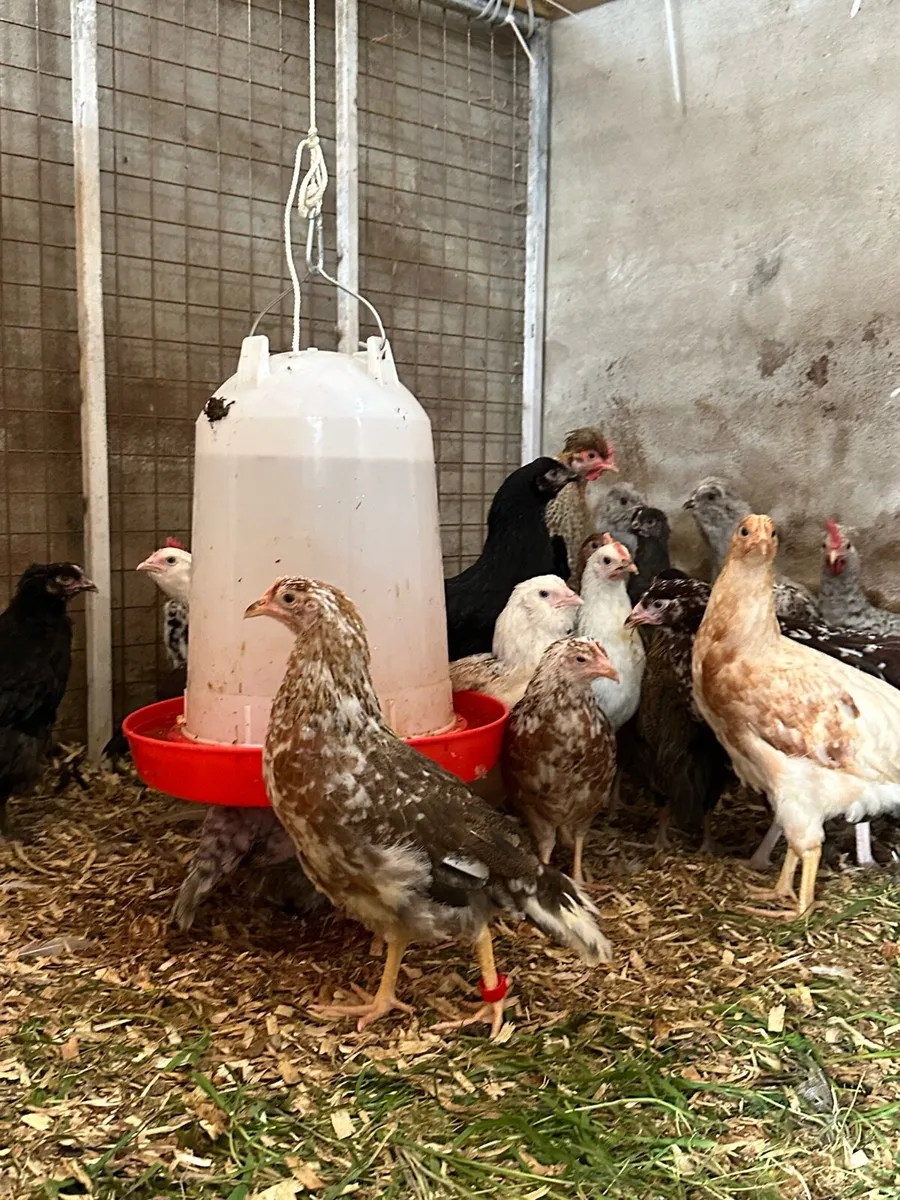 Purebred poultry pullets cockerels and pairs - Image 1