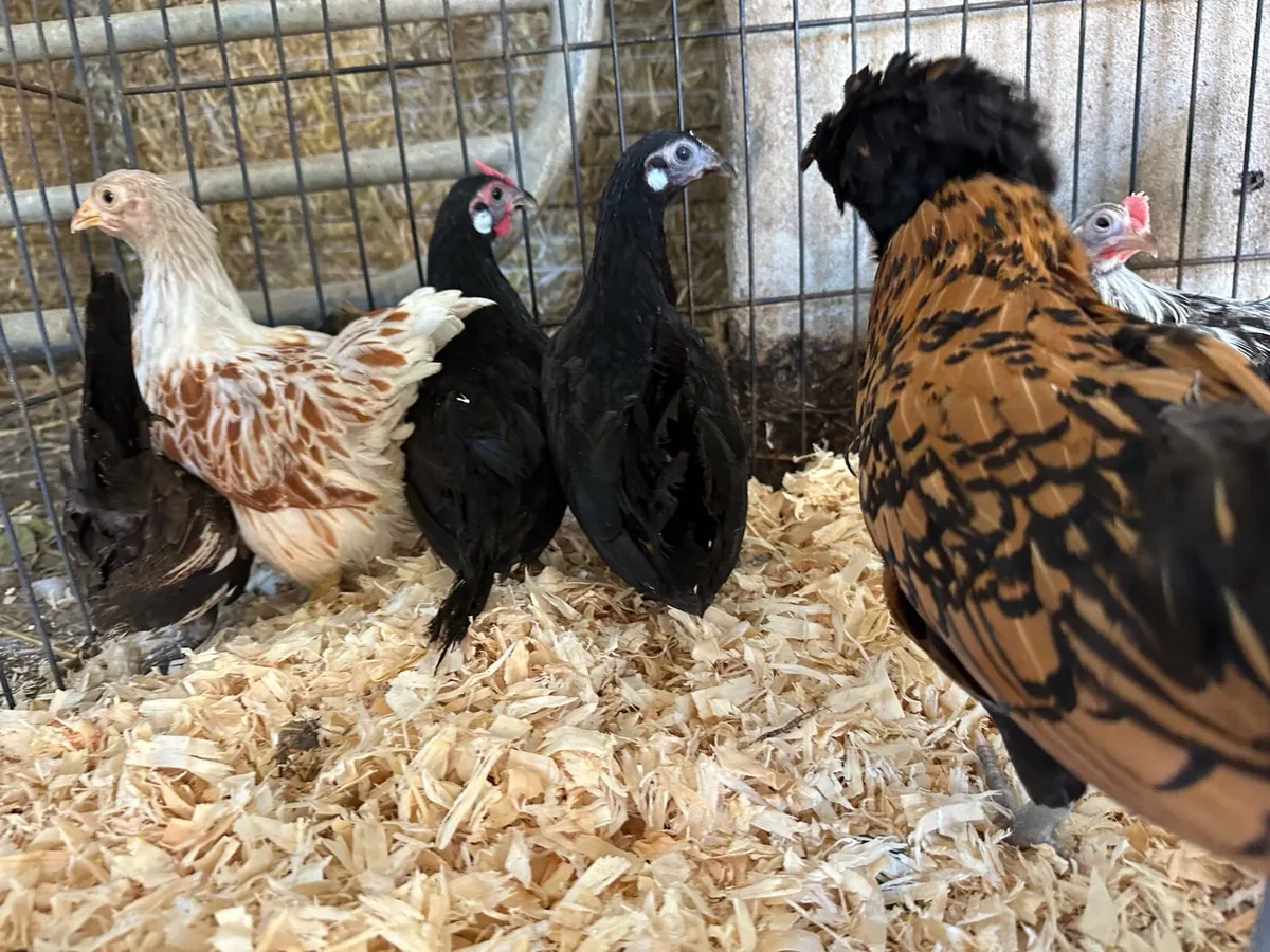 Purebred poultry pullets cockerels and pairs - Image 2