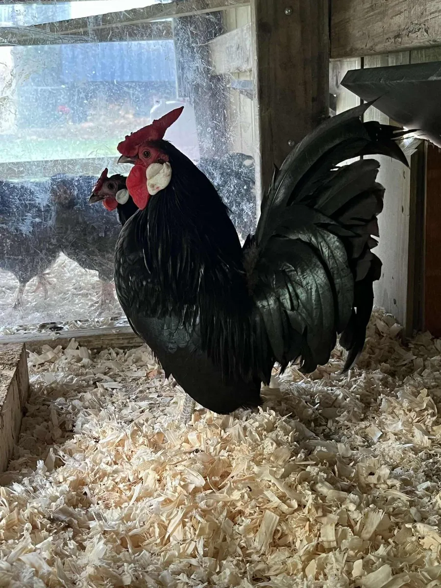 Purebred poultry pullets cockerels and pairs - Image 3