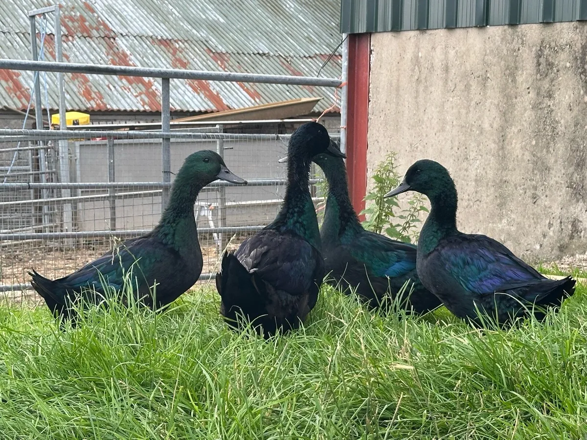 Purebred poultry pullets cockerels and pairs - Image 4