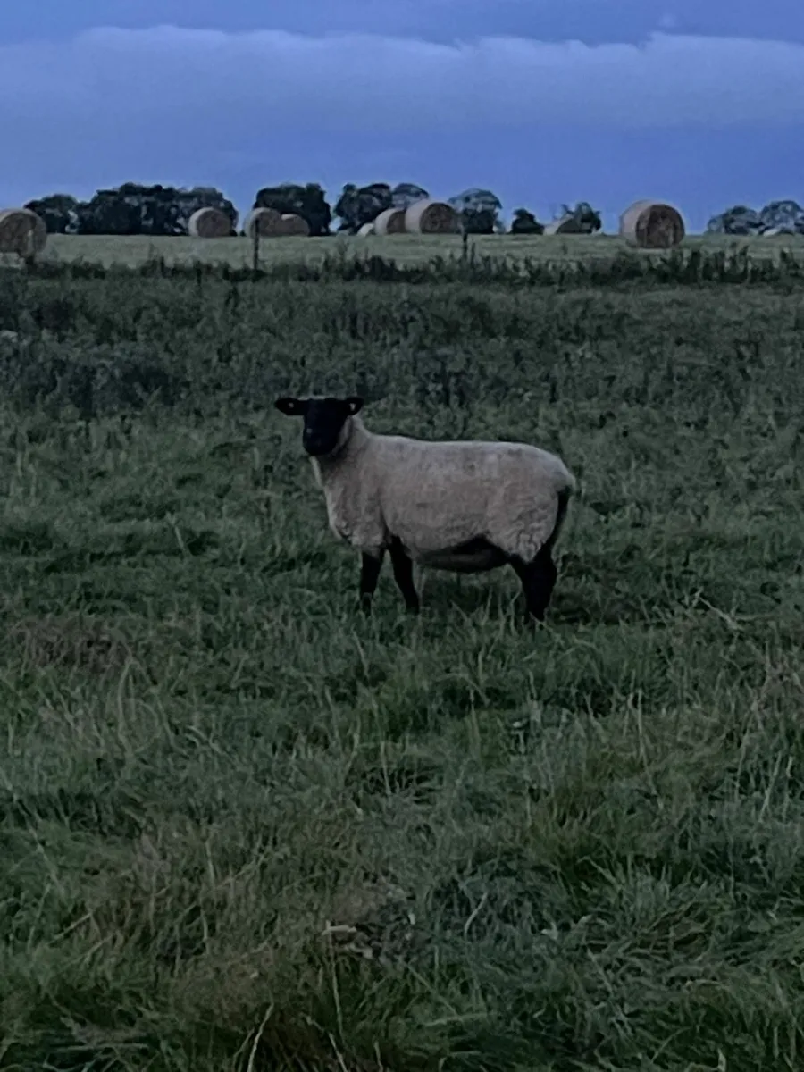 3yr old ewes - Image 3
