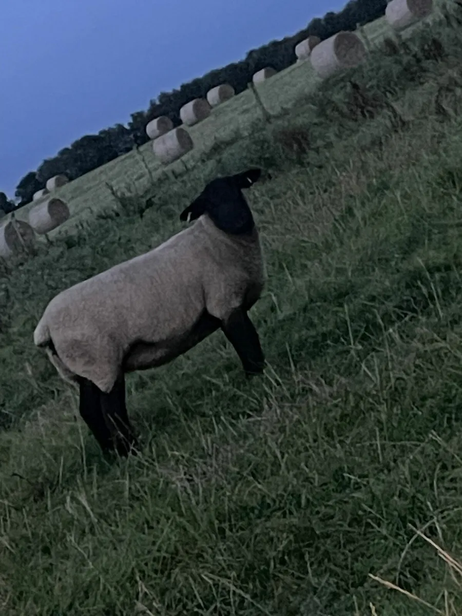3yr old ewes - Image 1