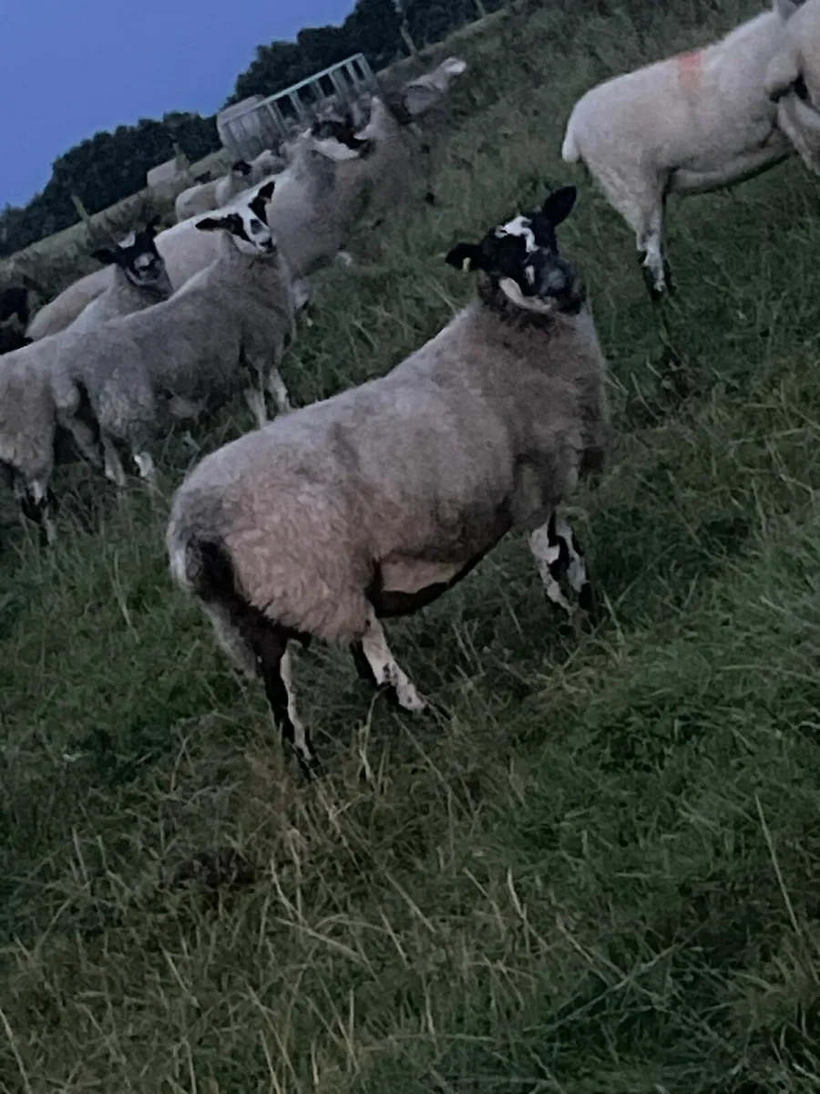 3yr old ewes - Image 2