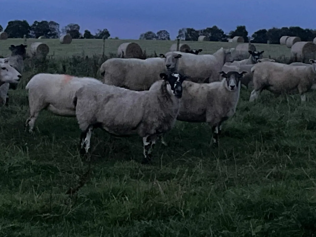 3yr old ewes - Image 4