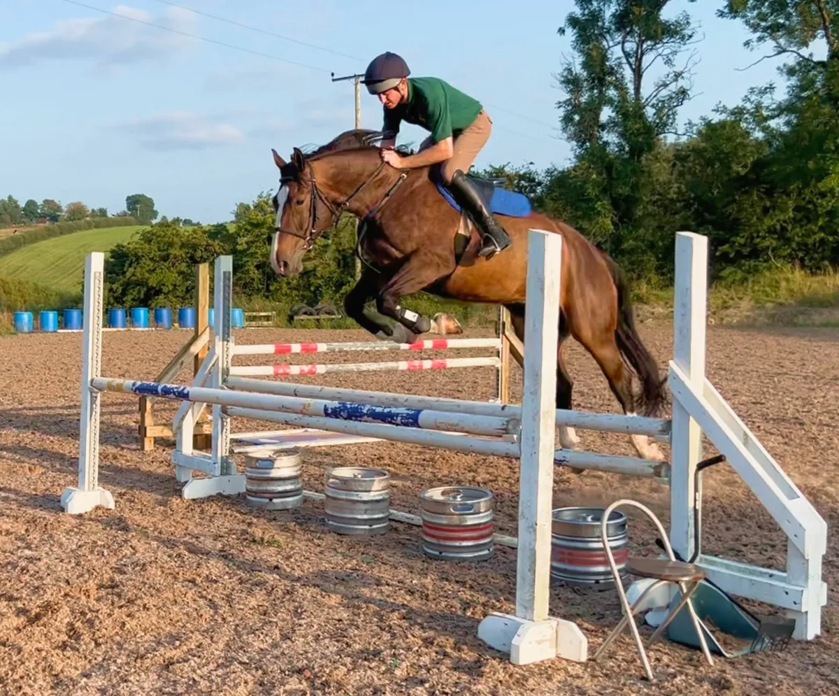 8yo 16.2hh Dark Bay Irish Sport Horse Gelding - Image 2