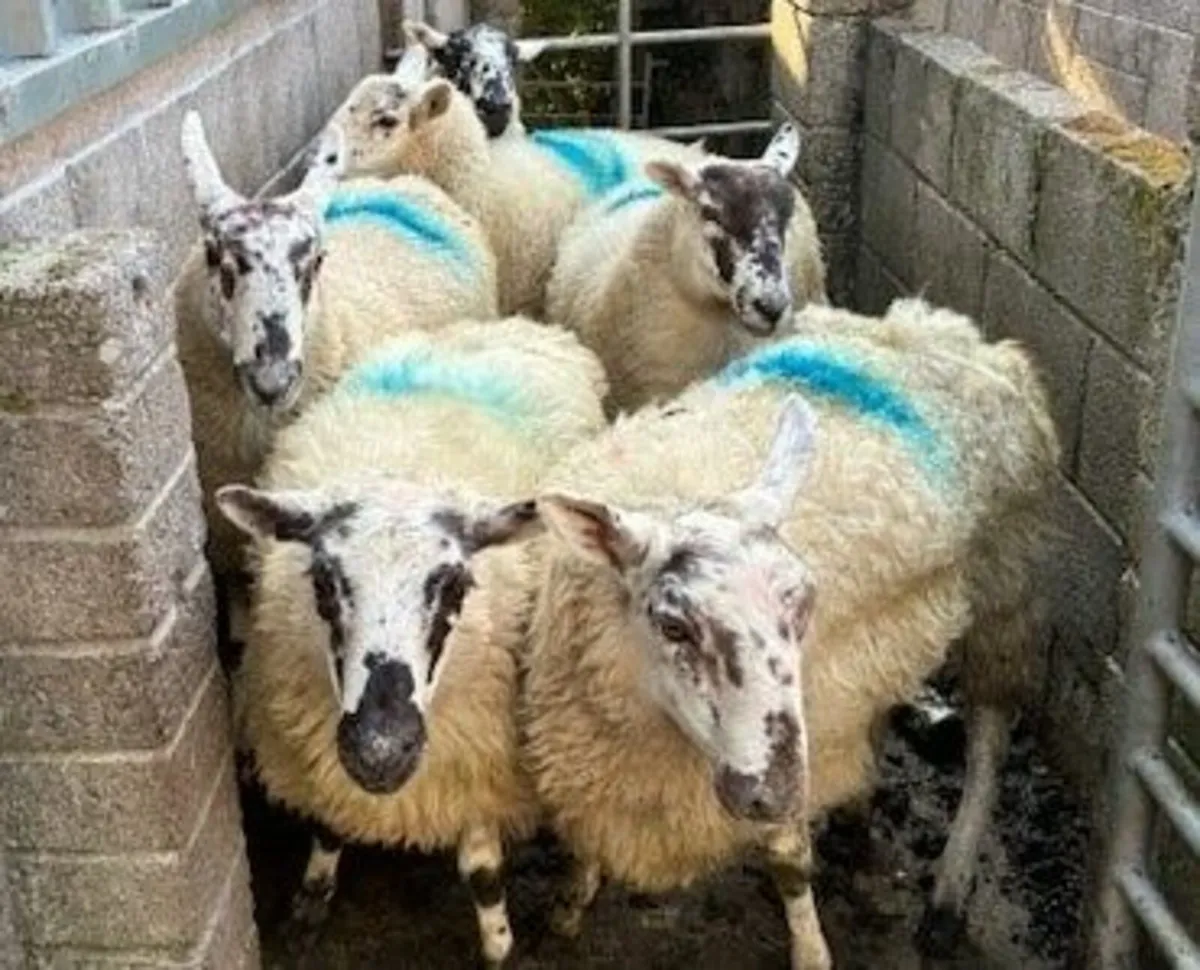 Mule and Crossbred Hoggetts - Image 2