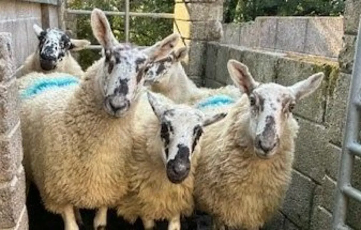Mule and Crossbred Hoggetts - Image 1