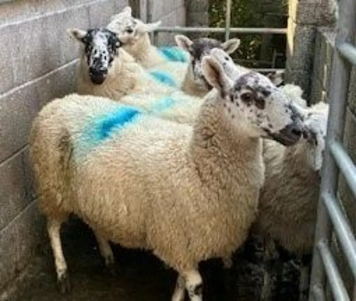 Mule and Crossbred Hoggetts - Image 3