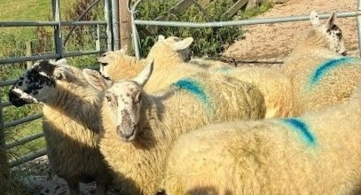 Mule and Crossbred Hoggetts - Image 4