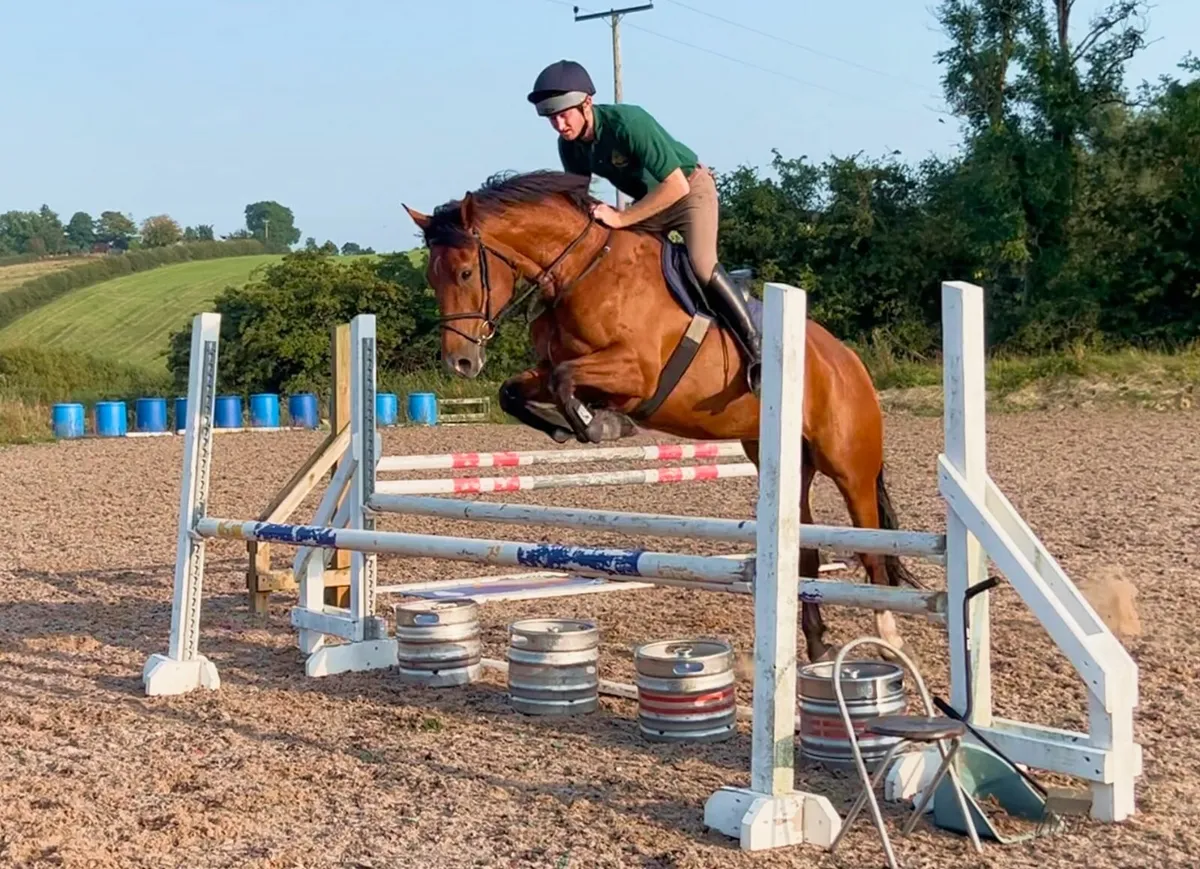 7yo 16.1hh Bay Irish Sport Horse Gelding - Image 1
