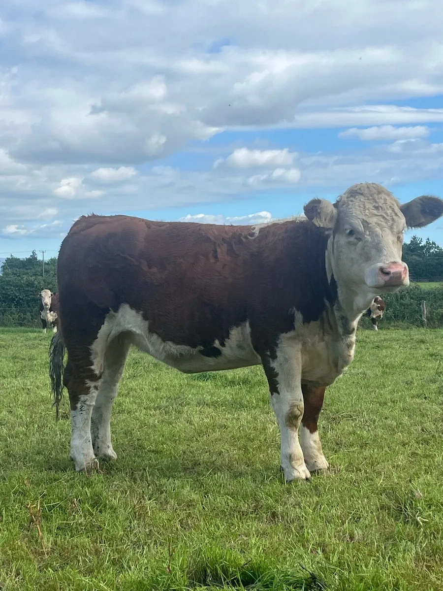 Pedigree Hereford heifer - Image 1