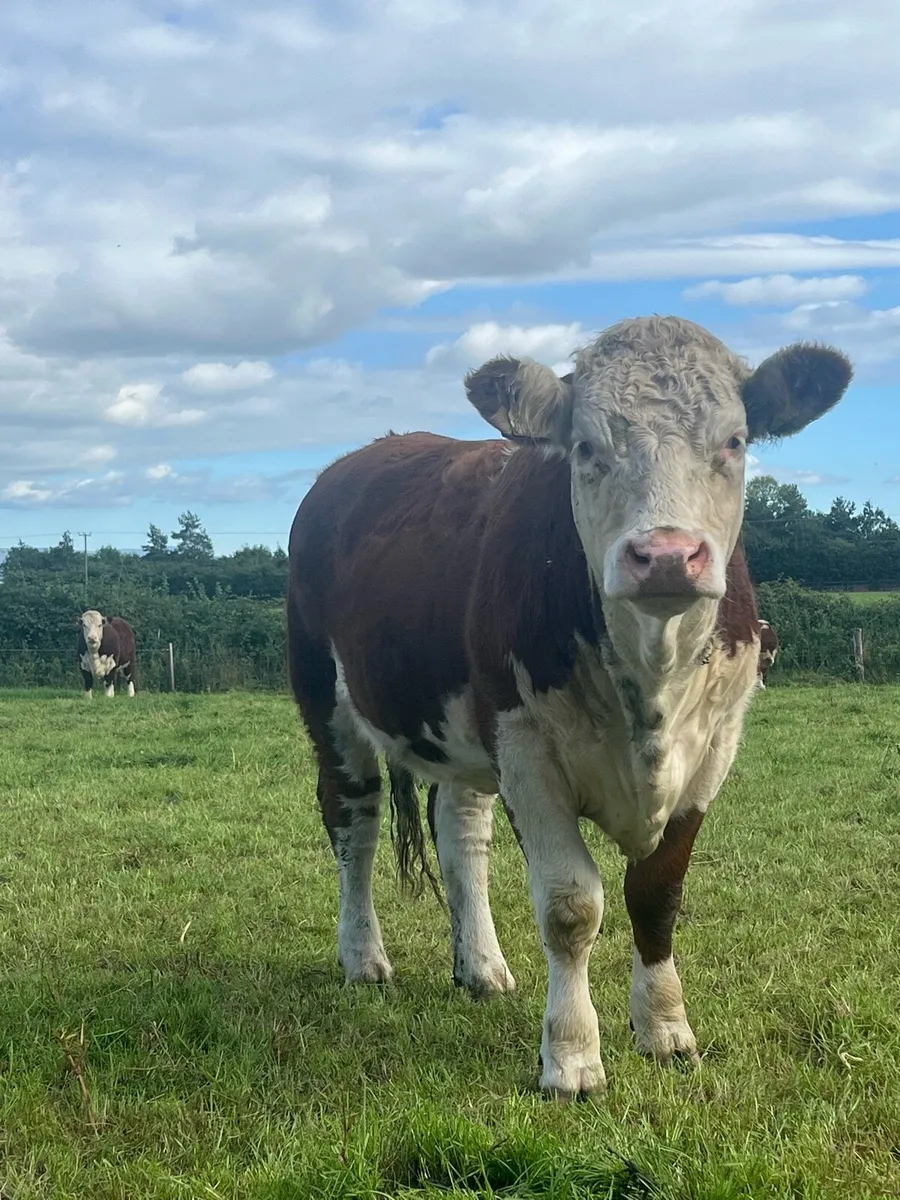 Pedigree Hereford heifer - Image 2