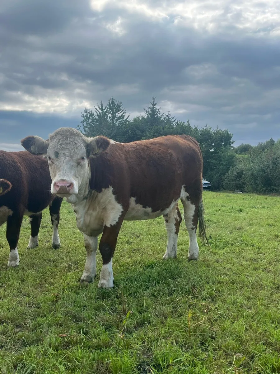 Pedigree Hereford heifer - Image 3