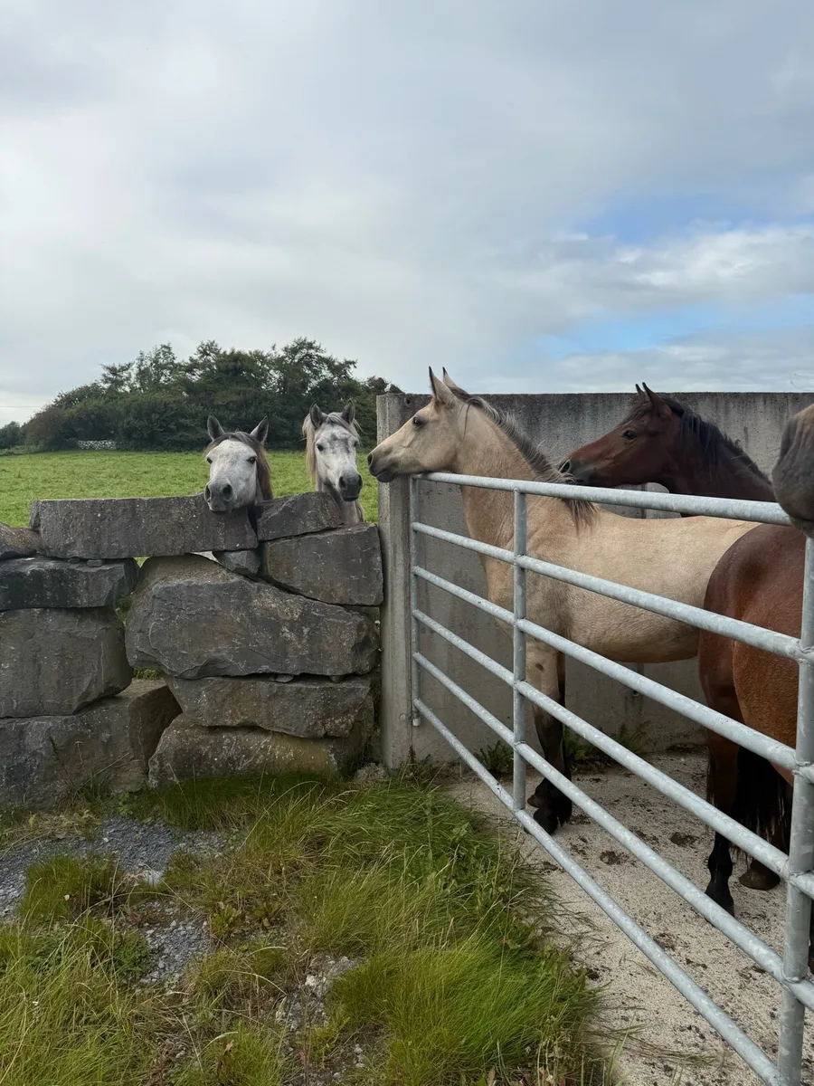 Connemara Ponies - Image 3