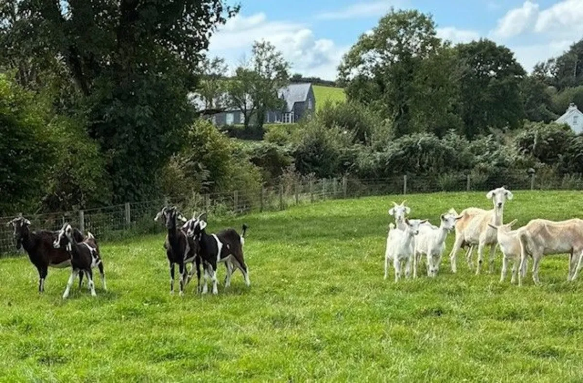Goat Flock - Image 1