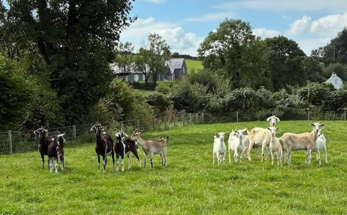 Goat Flock - Image 2