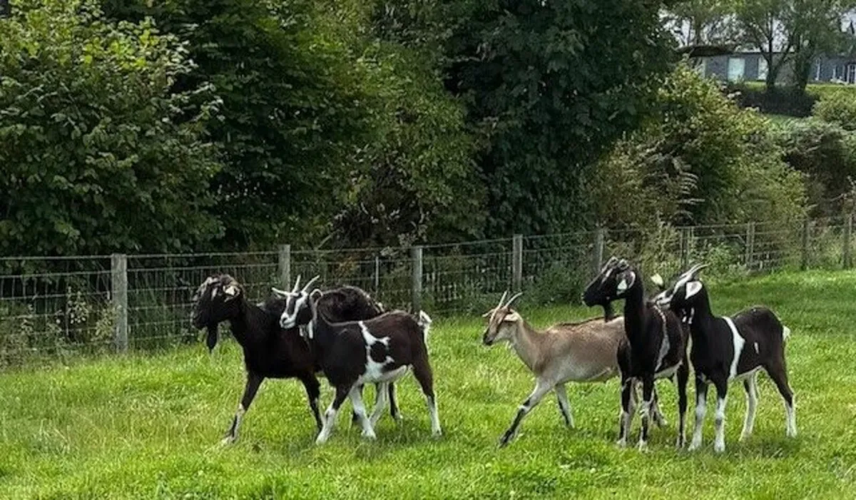 Goat Flock - Image 3