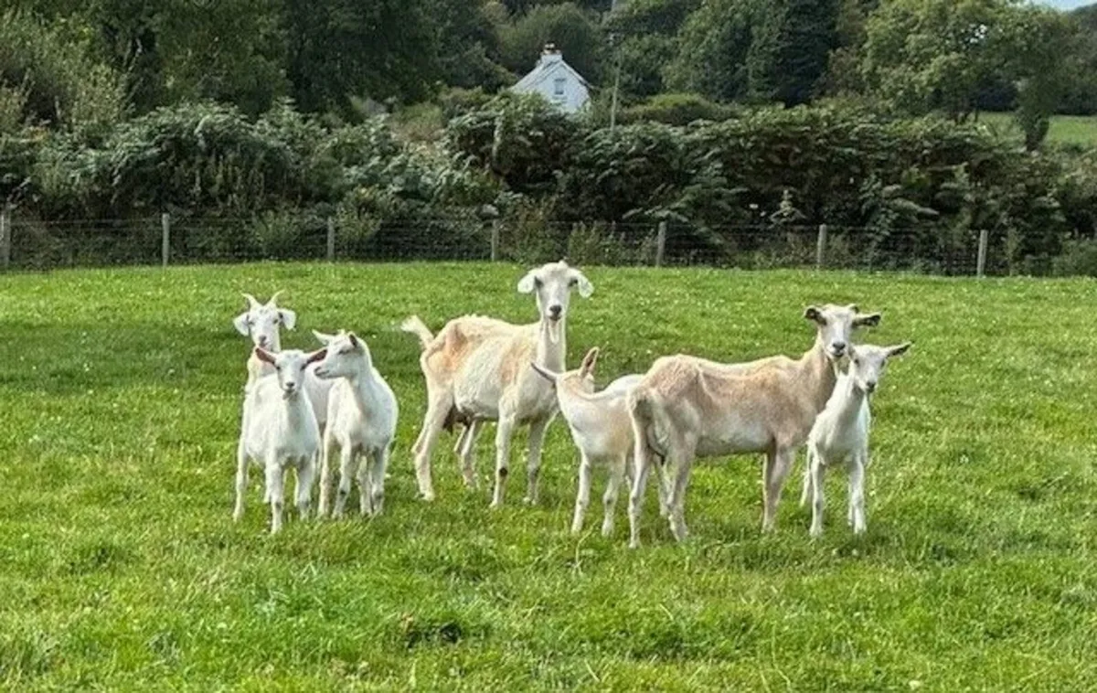 Goat Flock - Image 4
