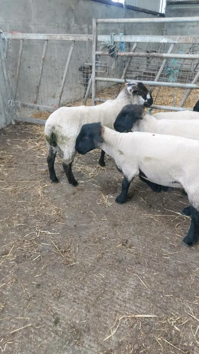 Suftex Hogget Ram - Image 4