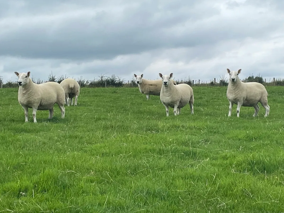 North Country Cheviot Hoggets - Image 1
