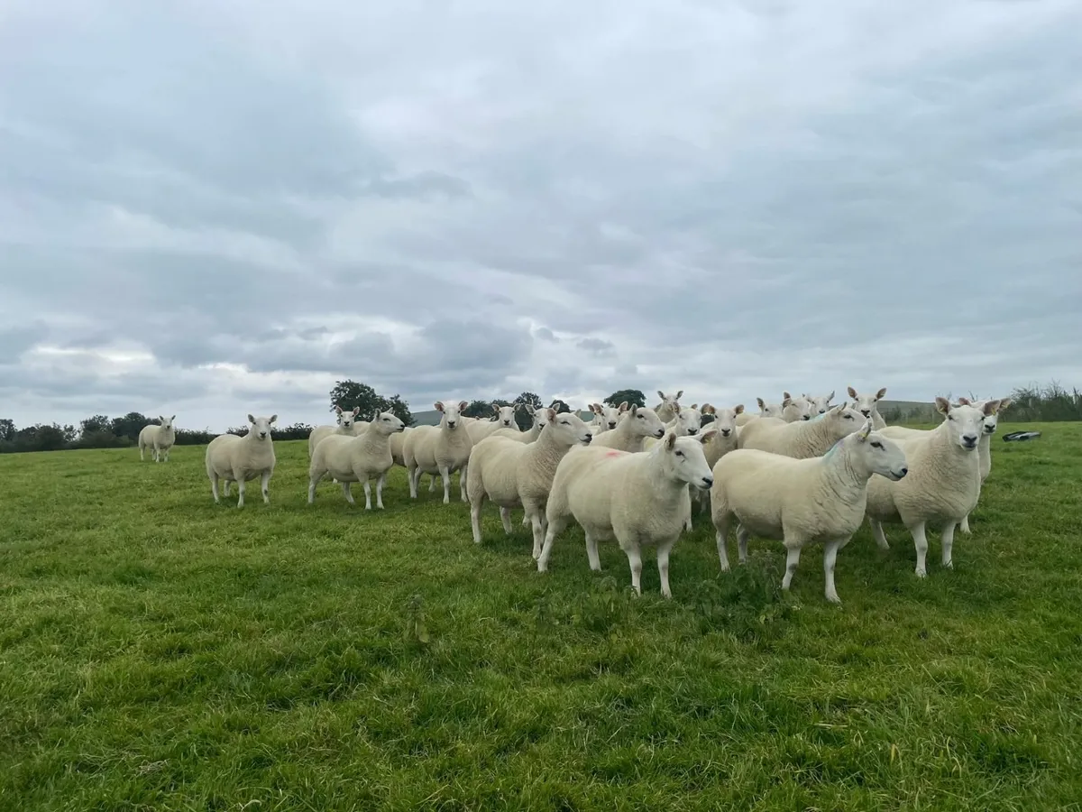 North Country Cheviot Hoggets - Image 2
