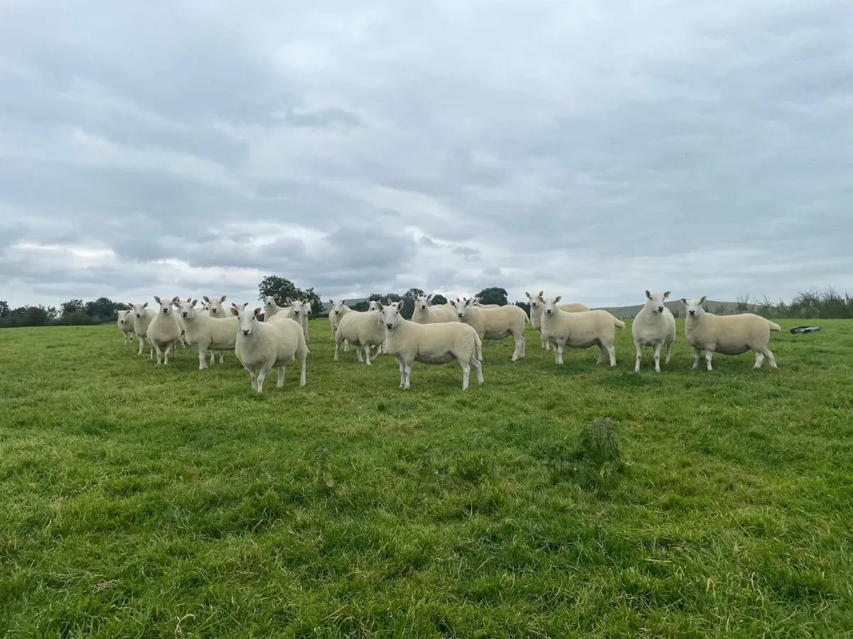 North Country Cheviot Hoggets - Image 3