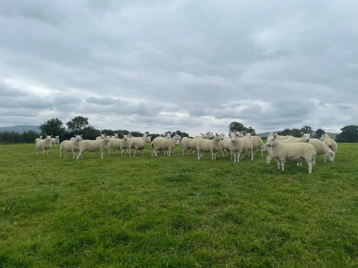 North Country Cheviot Hoggets - Image 4