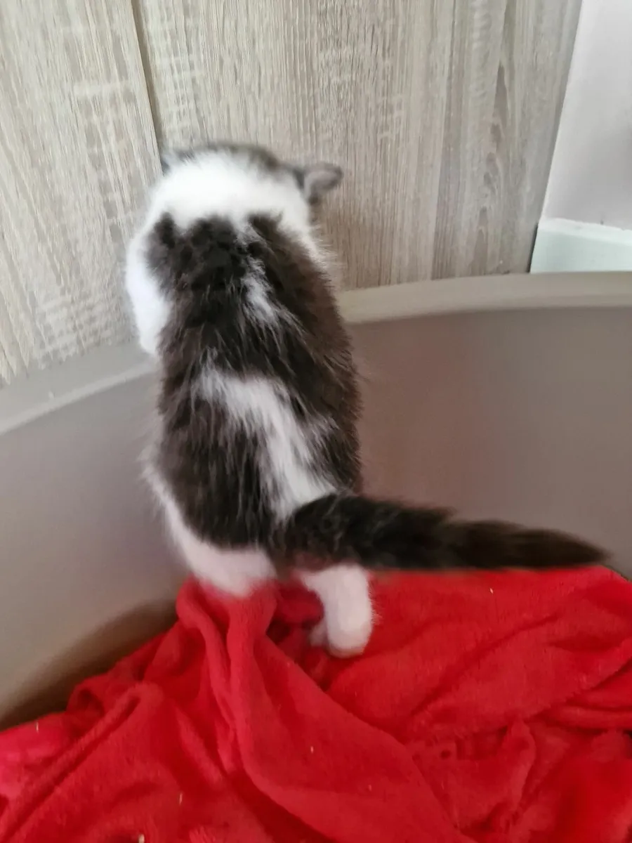 Cat - Image 1
