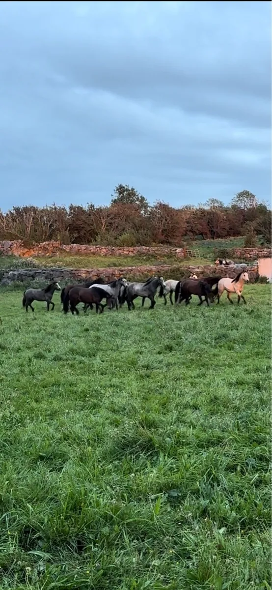 Connemara Ponies - Image 1