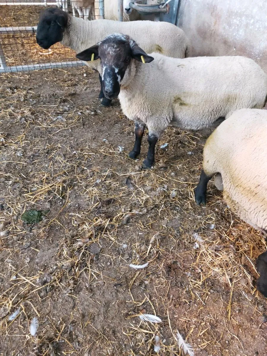 Suftex Hogget Ram - Image 1