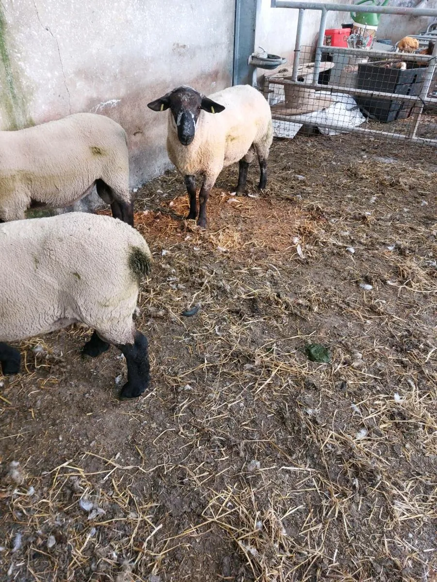 Suftex Hogget Ram - Image 2