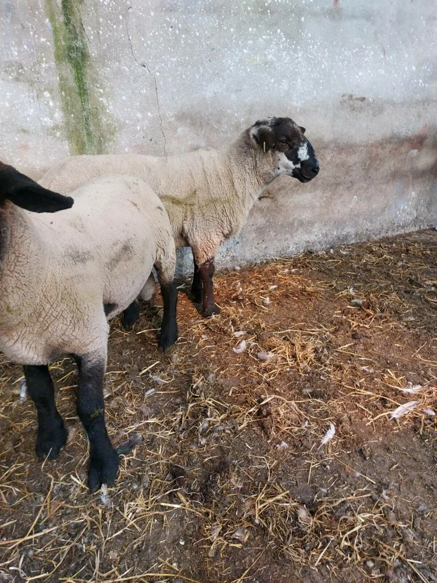 Suftex Hogget Ram - Image 3