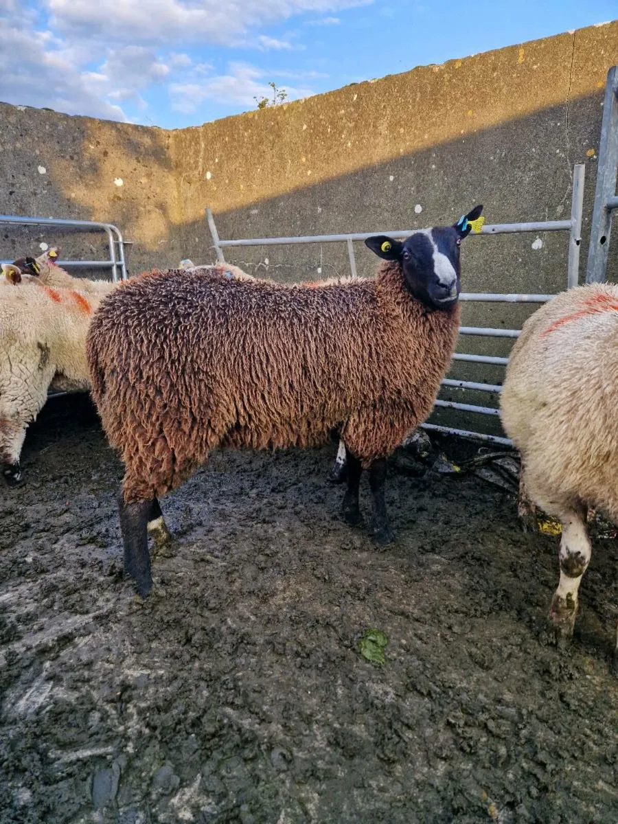 Zwartble Ewe Lamb - Image 1