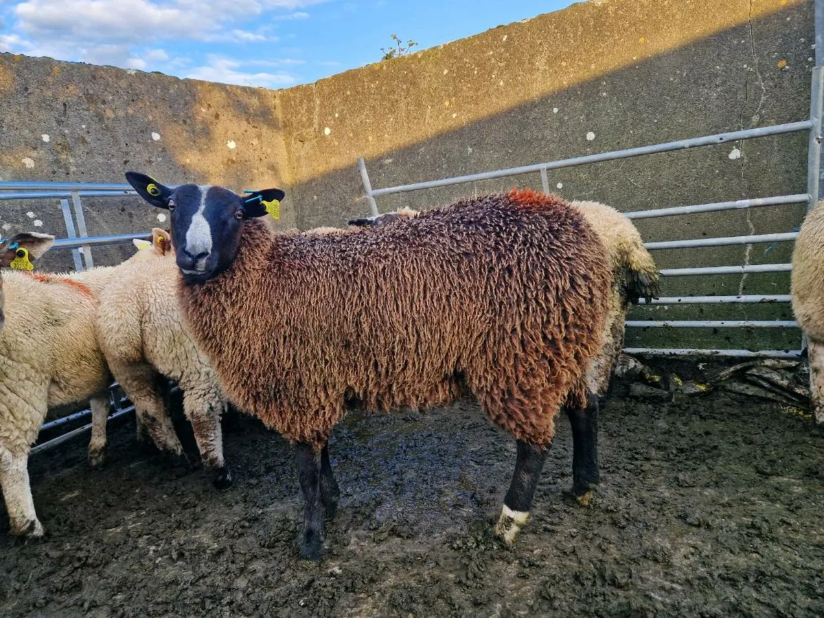 Zwartble Ewe Lamb - Image 2