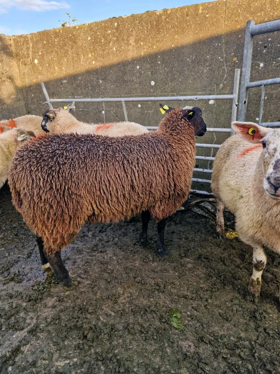 Zwartble Ewe Lamb - Image 3