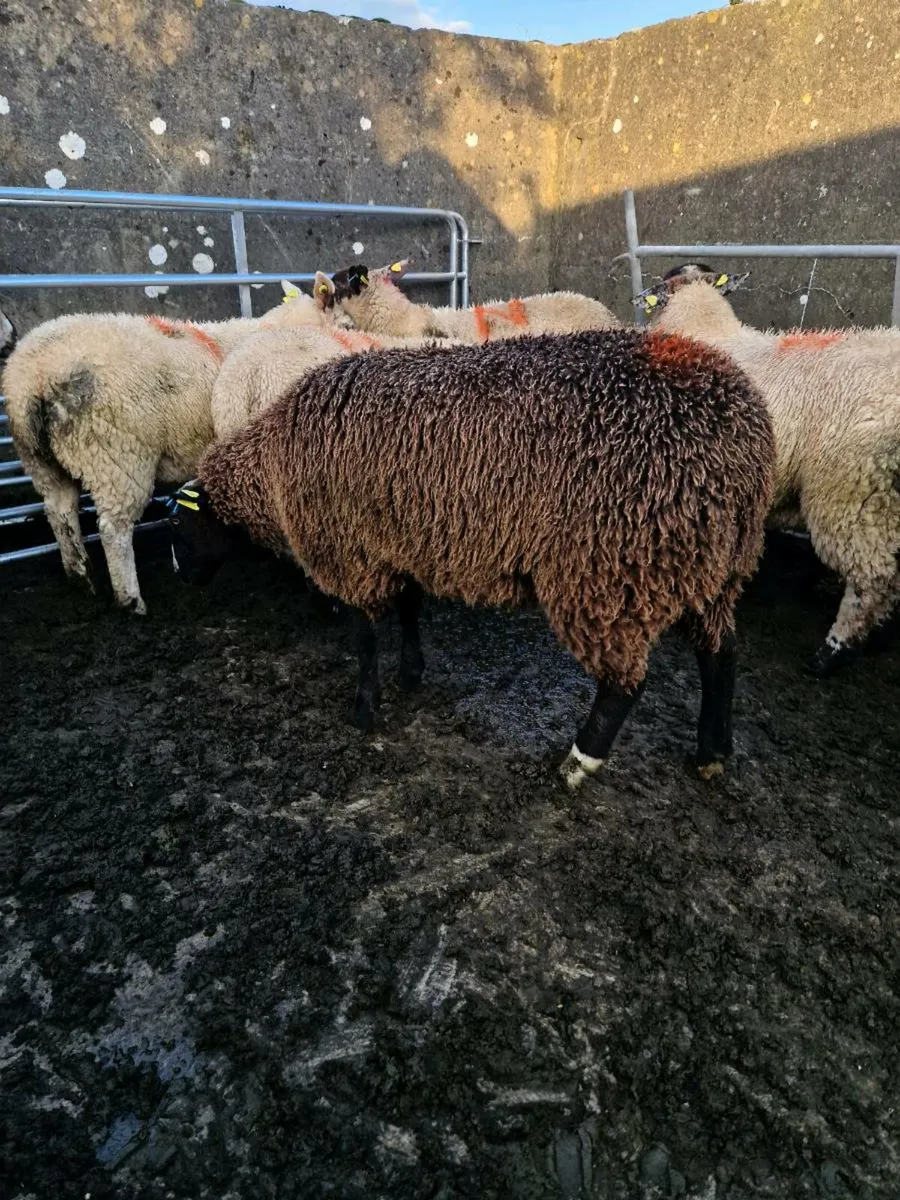 Zwartble Ewe Lamb - Image 4