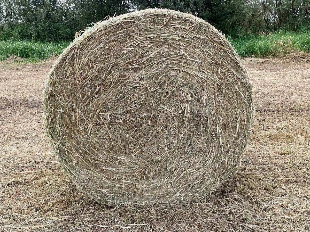 Just cut hay for sale - Image 1