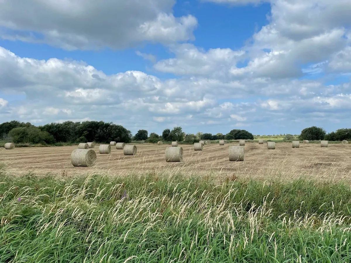 Just cut hay for sale - Image 2