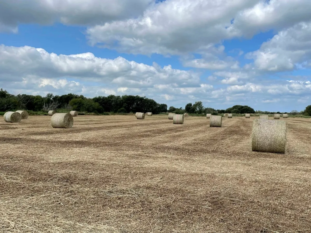 Just cut hay for sale - Image 3
