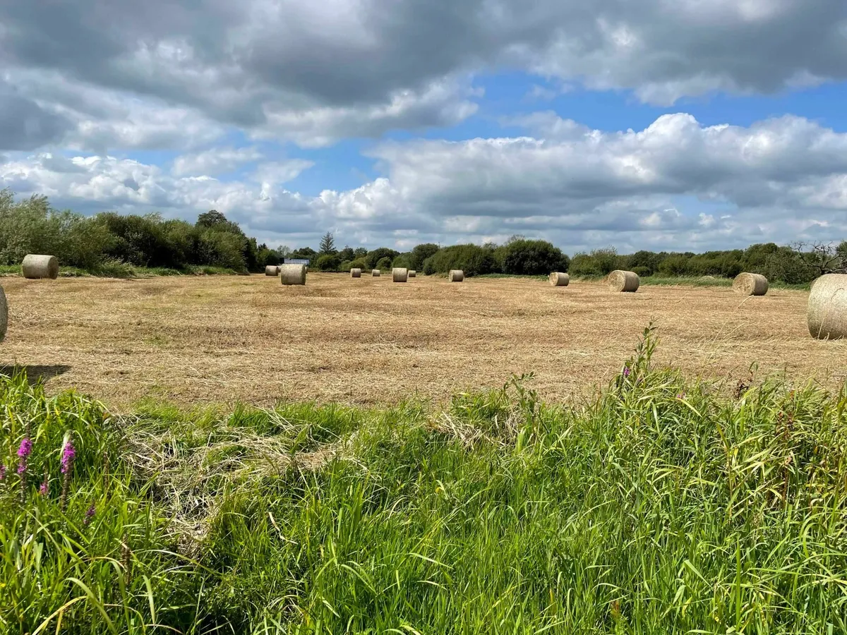 Just cut hay for sale - Image 4