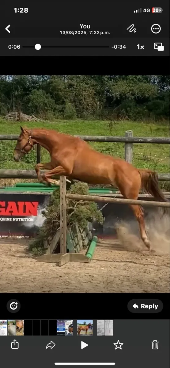 Gelding