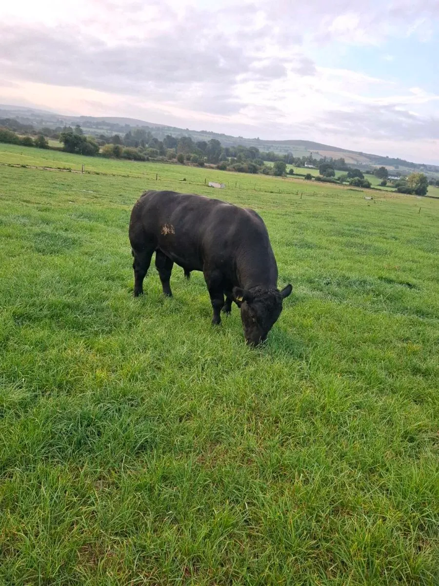 AA Bull - Image 1