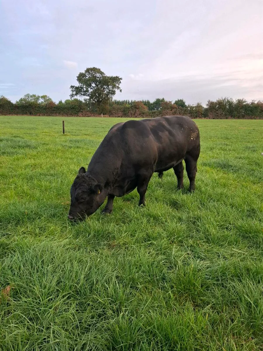 AA Bull - Image 2
